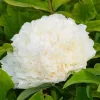 Fás szárú Bazsarózsa - Paeonia suffruticosa "Xue Ta"