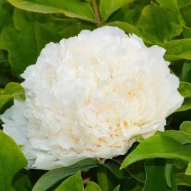   Fás szárú Bazsarózsa - Paeonia suffruticosa "Xue Ta"