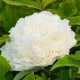 Fás szárú Bazsarózsa - Paeonia suffruticosa "Xue Ta"