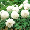 Fás szárú Bazsarózsa - Paeonia suffruticosa "Xue Ta"