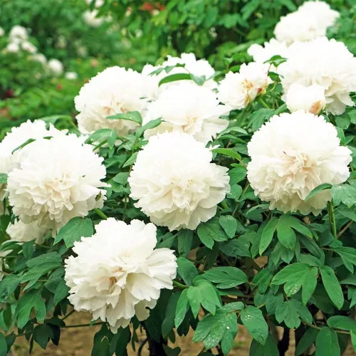 Fás szárú Bazsarózsa - Paeonia suffruticosa "Xue Ta"