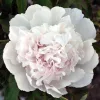 Fás szárú Bazsarózsa - Paeonia suffruticosa "Xue Ta"