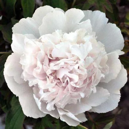 Fás szárú Bazsarózsa - Paeonia suffruticosa "Xue Ta"