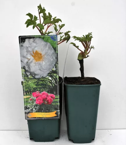 Fás szárú Bazsarózsa - Paeonia suffruticosa "Xue Ta"