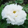 Fás szárú Bazsarózsa - Paeonia suffruticosa "Xue Ta"