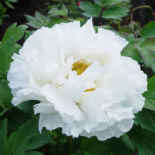 Fás szárú Bazsarózsa - Paeonia suffruticosa "Xue Ta"