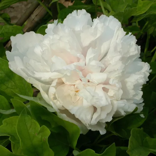 Fás szárú Bazsarózsa - Paeonia suffruticosa "Xue Ta"