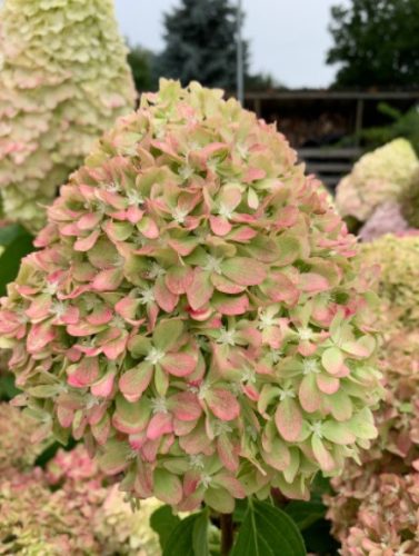 Bugás hortenzia - "Pixio" - Hydrangea Paniculata