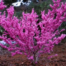 Júdásfa - Cercis chinensis "Avondale"