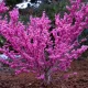 Júdásfa - Cercis chinensis "Avondale"