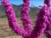 Júdásfa - Cercis chinensis "Avondale"