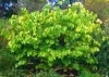 Júdásfa - Cercis chinensis "Avondale"