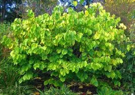 Júdásfa - Cercis chinensis "Avondale"