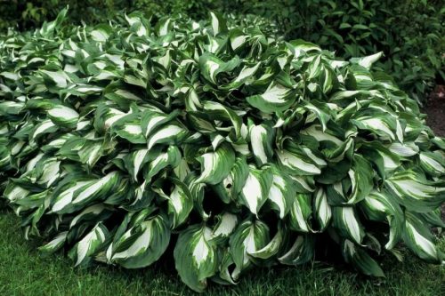 Árnyékliliom - Hosta 'Mediovariegata'