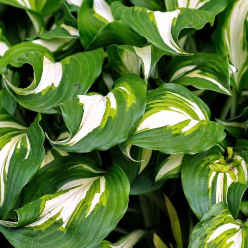 Árnyékliliom - Hosta 'Mediovariegata'