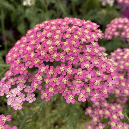 Cickafark - Achillea Millefolium "Milly Rock Pink"