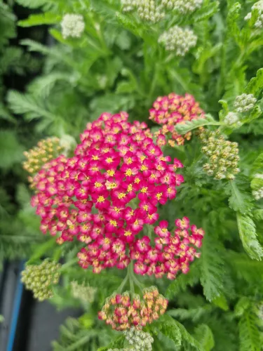 Cickafark - Achillea Millefolium "Milly Rock Pink"