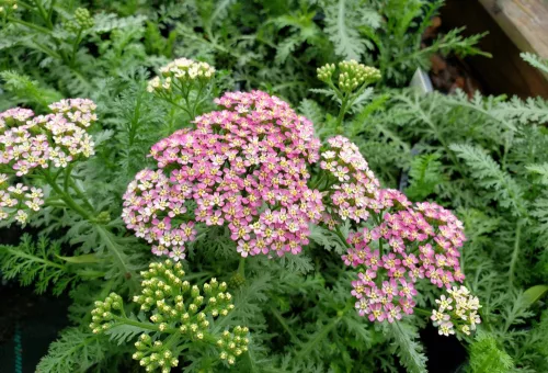 Cickafark - Achillea Millefolium "Milly Rock Pink"
