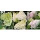 Bugás hortenzia - "Diamantino" - Hydrangea Paniculata