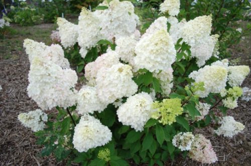 Bugás hortenzia - "Diamantino" - Hydrangea Paniculata