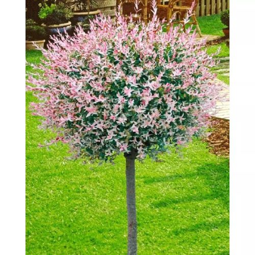 Törzses tarkalevelü Japán fűz - Salix Integra "Hakuro-nishiki" - 80 cm törzs