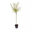 Törzses tarkalevelü Japán fűz - Salix Integra "Hakuro-nishiki" - 80 cm törzs