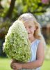 Bugás hortenzia - "Hercules" - Hydrangea Paniculata