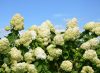 Bugás hortenzia - "Hercules" - Hydrangea Paniculata