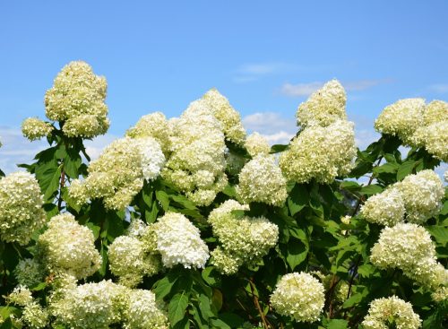 Bugás hortenzia - "Hercules" - Hydrangea Paniculata