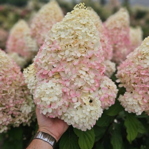 Bugás hortenzia - "Hercules" - Hydrangea Paniculata