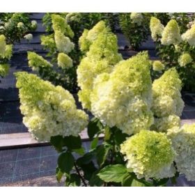   Bugás hortenzia - "Magical Matterhorn" - Hydrangea Paniculata