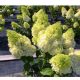 Bugás hortenzia - "Magical Matterhorn" - Hydrangea Paniculata
