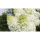 Bugás hortenzia - "Magical Matterhorn" - Hydrangea Paniculata