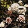 Hólyagvessző - Physocarpus opulifolius 'All Black" 