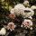Hólyagvessző - Physocarpus opulifolius 'All Black" 