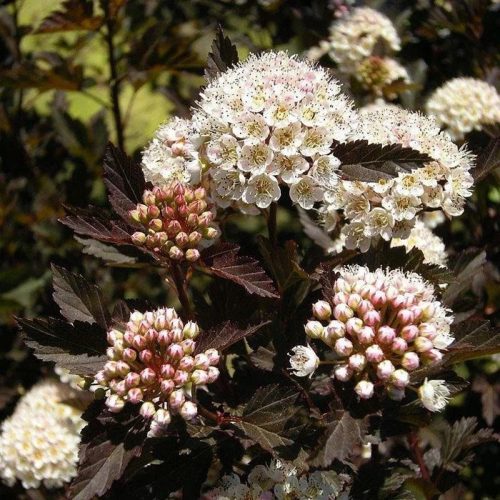 Hólyagvessző - Physocarpus opulifolius 'All Black" 