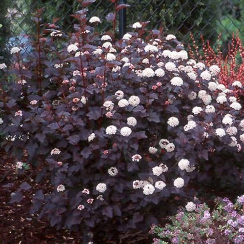 Hólyagvessző - Physocarpus opulifolius 'All Black" 