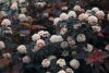 Hólyagvessző - Physocarpus opulifolius 'All Black" 