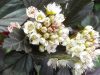 Hólyagvessző - Physocarpus opulifolius 'All Black" 