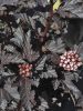 Hólyagvessző - Physocarpus opulifolius 'All Black" 