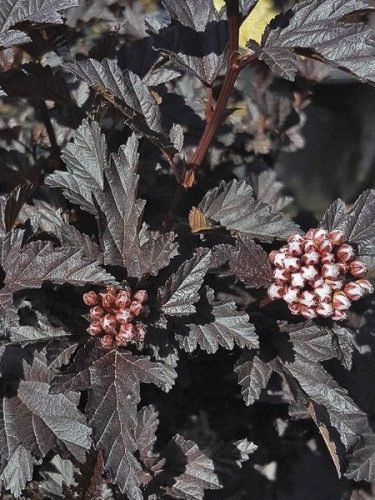Hólyagvessző - Physocarpus opulifolius 'All Black" 