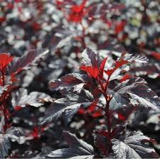 Hólyagvessző - Physocarpus opulifolius 'All Black" 