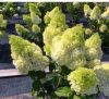 Bugás hortenzia - "Magical Matterhorn" - Hydrangea Paniculata