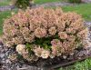 Bugás hortenzia - "Magical Matterhorn" - Hydrangea Paniculata