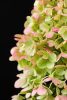 Bugás hortenzia - "Magical Matterhorn" - Hydrangea Paniculata