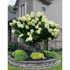 Bugás hortenzia - "Hercules" - Hydrangea Paniculata