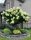 Bugás hortenzia - "Hercules" - Hydrangea Paniculata