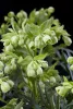 Bűzös hunyor - Helleborus foetidus