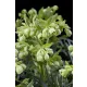 Bűzös hunyor - Helleborus foetidus