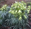 Bűzös hunyor - Helleborus foetidus